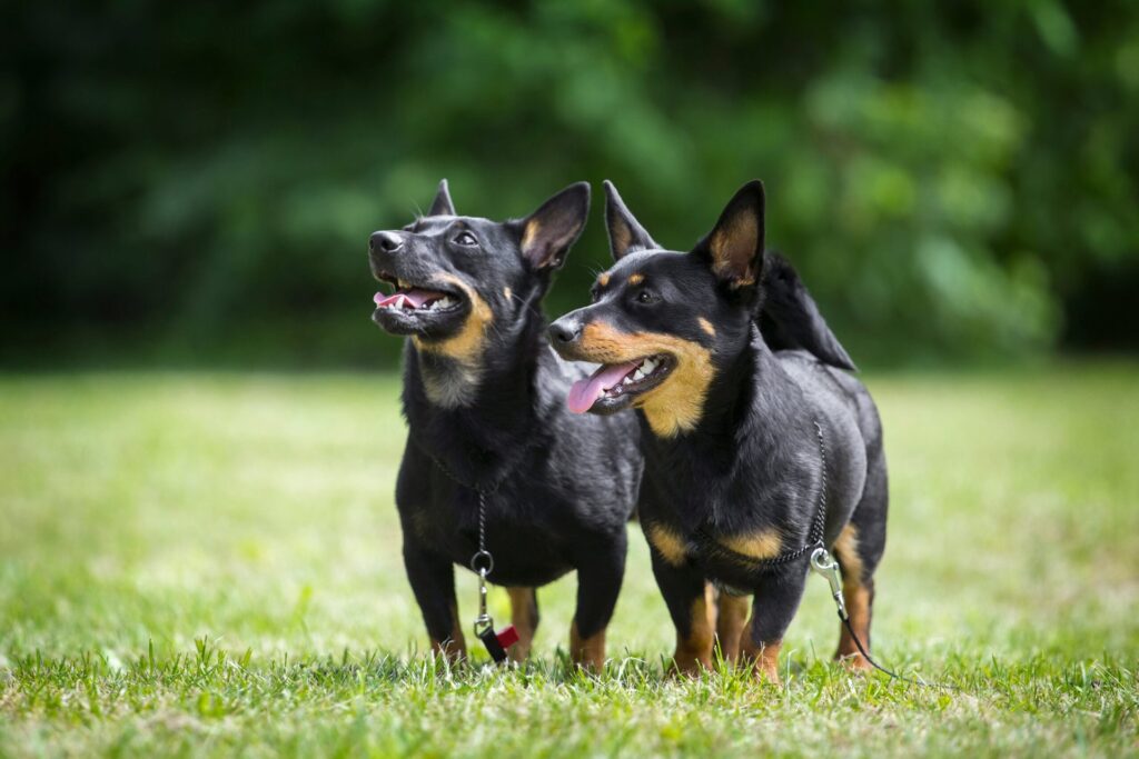 Lancashire heeler dogs